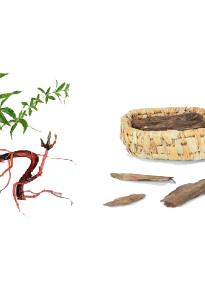 RUBIA TINCTORUM (MADDER ROOT)