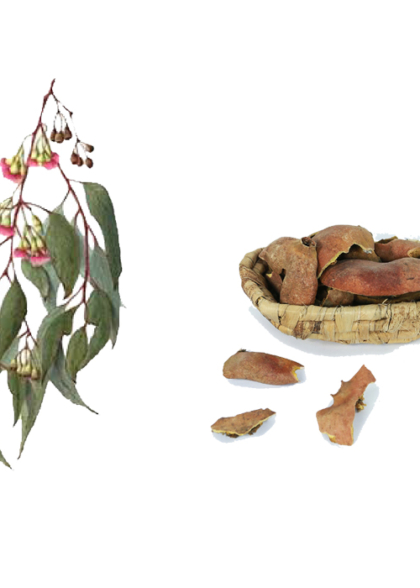 EUCALYPTUS SIDEROXYLON (RED IRONBARK)