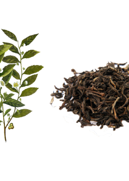 CAMELLIA SINESIS (TEA)